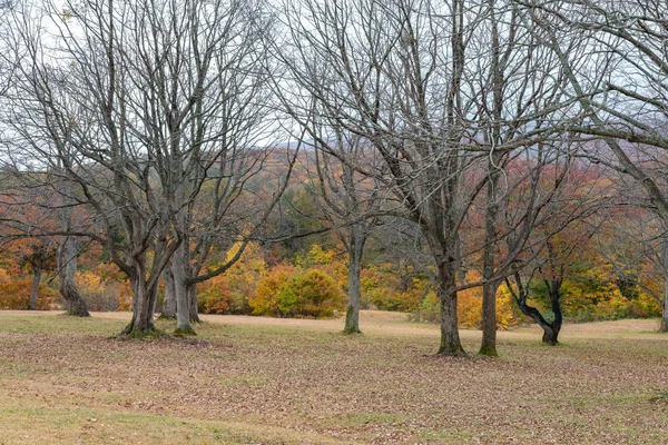 Otoño follaje paisaje vista, hermosos paisajes. Árboles forestales coloridos en primer plano, y cielo en el fondo — Foto de Stock