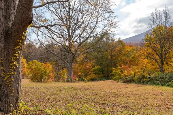Podzimní výhled na podzim, nádherný pohled na krajinu. Barevné lesní stromy v popředí a nebe na pozadí — Stock fotografie