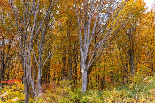 Barevné stromy v lese. Podzimní výhled na podzim, plný nádherných barev v červeném, oranžovém a zlatém listí — Stock fotografie