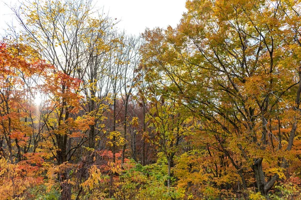 秋の紅葉風景、美しい風景。前景のカラフルな森の木々、背景の空 — ストック写真