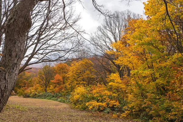 Otoño follaje paisaje vista, hermosos paisajes. Árboles forestales coloridos en primer plano, y cielo en el fondo —  Fotos de Stock