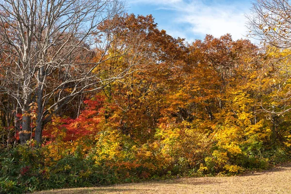 Herfst gebladerte landschap uitzicht, prachtige landschappen. Kleurrijke bos bomen op de voorgrond, en hemel op de achtergrond — Stockfoto