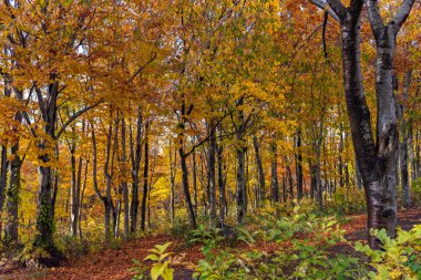 Ormanda renkli ağaçlar. Sonbahar yeşillik manzara görünümü, kırmızı, turuncu ve altın renklerde muhteşem renklerle dolu yeşillik