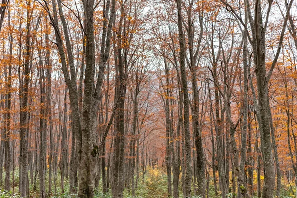 Красочные деревья в лесу. Осенний пейзаж листвы, полный великолепных цветов в красном, оранжевом и золотом цветах листвы — стоковое фото