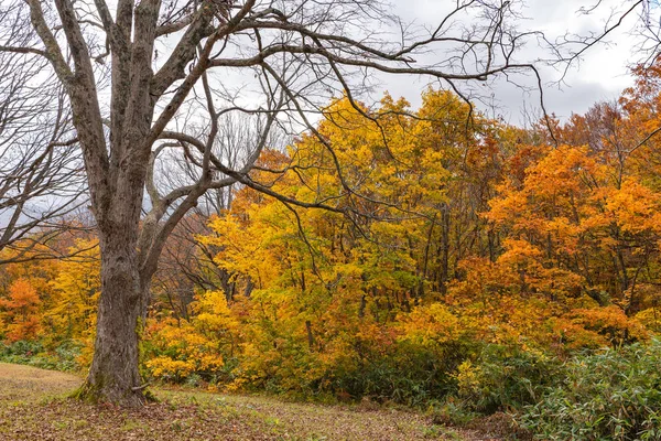 Vista de paisagem de folhagem de outono, belas paisagens. Árvores florestais coloridas em primeiro plano e céu em segundo plano — Fotografia de Stock