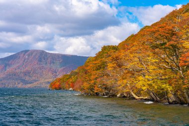 Güzel sonbahar yeşillik manzara manzaralar. Sonbahar muhteşem renklerle doludur. Towada Gölü kıyısından görünümü, berrak mavi gökyüzü ve su, beyaz bulut, güneşli gün arka plan. Aomori Prefecture, Japonya