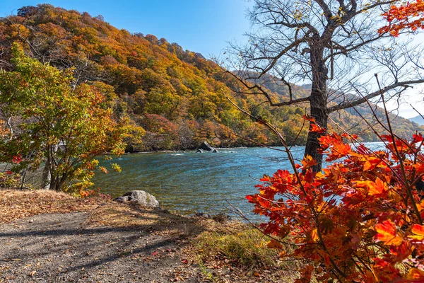 美しい紅葉風景。秋は壮大な色でいっぱいです。十和田湖の岸からの眺め、澄んだ青空と水、白い雲、晴れた日の背景。青森県 — ストック写真