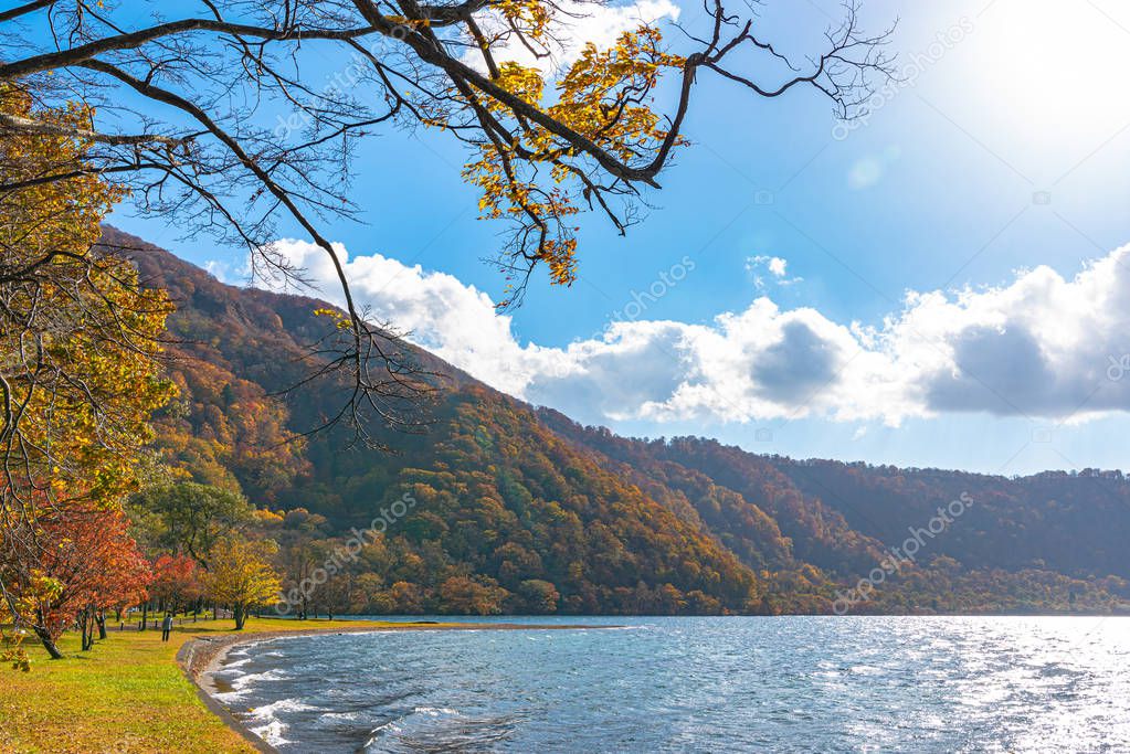 Beautiful autumn foliage scenery landscapes. Fall is full of magnificent colors. View from shore of Lake Towada, clear blue sky and water, white cloud, sunny day background. Aomori Prefecture, Japan