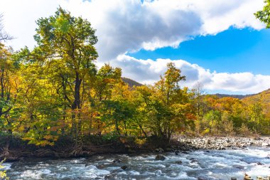 Güneşli bir günde Oirase Deresi'nin alt kısımları, sonbahar renklerinde güzel sonbahar yeşillikleri sahnesi. Orman, akan nehir, düşmüş yapraklar, Towada Hachimantai Milli Parkı'nda yosunlu kayalar, Aomori, Japonya
