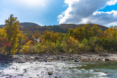 Güneşli bir günde Oirase Deresi'nin alt kısımları, sonbahar renklerinde güzel sonbahar yeşillikleri sahnesi. Orman, akan nehir, düşmüş yapraklar, Towada Hachimantai Milli Parkı'nda yosunlu kayalar, Aomori, Japonya