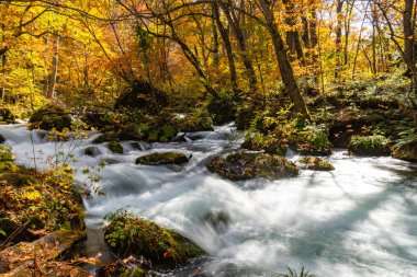 Güneşli bir günde Oirase Deresi, sonbahar renklerinde güzel sonbahar yeşillik sahnesi. Akan nehir, düşmüş yapraklar, Towada Hachimantai Milli Parkı'nda yosunlu kayalar, Aomori, Japonya. Ünlü ve popüler yerler