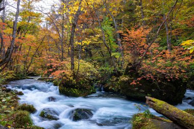 Güneşli bir günde Oirase Deresi, sonbahar renklerinde güzel sonbahar yeşillik sahnesi. Akan nehir, düşmüş yapraklar, Towada Hachimantai Milli Parkı'nda yosunlu kayalar, Aomori, Japonya. Ünlü ve popüler yerler