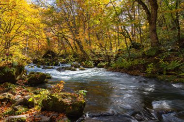 Güneşli bir günde Oirase Deresi, sonbahar renklerinde güzel sonbahar yeşillik sahnesi. Akan nehir, düşmüş yapraklar, Towada Hachimantai Milli Parkı'nda yosunlu kayalar, Aomori, Japonya. Ünlü ve popüler yerler