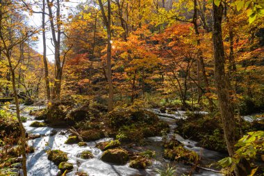 Güneşli bir günde Oirase Deresi, sonbahar renklerinde güzel sonbahar yeşillik sahnesi. Akan nehir, düşmüş yapraklar, Towada Hachimantai Milli Parkı'nda yosunlu kayalar, Aomori, Japonya. Ünlü ve popüler yerler