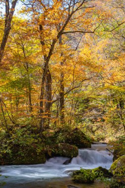Güneşli bir günde Oirase Deresi, sonbahar renklerinde güzel sonbahar yeşillik sahnesi. Akan nehir, düşmüş yapraklar, Towada Hachimantai Milli Parkı'nda yosunlu kayalar, Aomori, Japonya. Ünlü ve popüler yerler