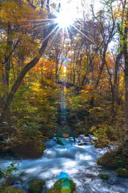 Güneşli bir günde Oirase Deresi, sonbahar renklerinde güzel sonbahar yeşillik sahnesi. Akan nehir, düşmüş yapraklar, Towada Hachimantai Milli Parkı'nda yosunlu kayalar, Aomori, Japonya. Ünlü ve popüler yerler