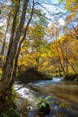 Güneşli bir günde Oirase Deresi, sonbahar renklerinde güzel sonbahar yeşillik sahnesi. Akan nehir, düşmüş yapraklar, Towada Hachimantai Milli Parkı'nda yosunlu kayalar, Aomori, Japonya. Ünlü ve popüler yerler