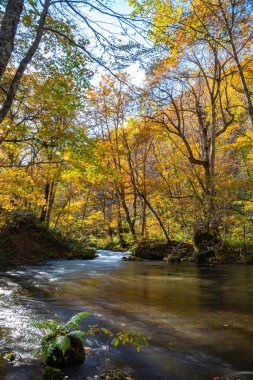 Güneşli bir günde Oirase Deresi, sonbahar renklerinde güzel sonbahar yeşillik sahnesi. Akan nehir, düşmüş yapraklar, Towada Hachimantai Milli Parkı'nda yosunlu kayalar, Aomori, Japonya. Ünlü ve popüler yerler
