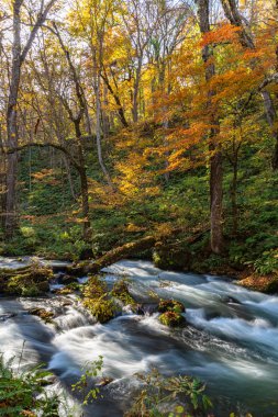 Güneşli bir günde Oirase Deresi, sonbahar renklerinde güzel sonbahar yeşillik sahnesi. Akan nehir, düşmüş yapraklar, Towada Hachimantai Milli Parkı'nda yosunlu kayalar, Aomori, Japonya. Ünlü ve popüler yerler