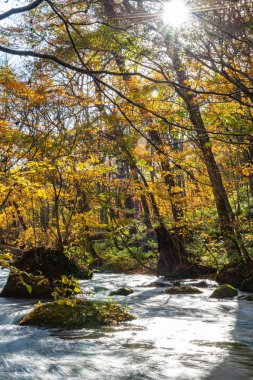 Güneşli bir günde Oirase Deresi, sonbahar renklerinde güzel sonbahar yeşillik sahnesi. Akan nehir, düşmüş yapraklar, Towada Hachimantai Milli Parkı'nda yosunlu kayalar, Aomori, Japonya. Ünlü ve popüler yerler