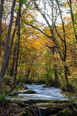 Güneşli bir günde Oirase Deresi, sonbahar renklerinde güzel sonbahar yeşillik sahnesi. Akan nehir, düşmüş yapraklar, Towada Hachimantai Milli Parkı'nda yosunlu kayalar, Aomori, Japonya. Ünlü ve popüler yerler