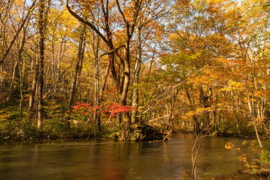 Güneşli bir günde Oirase Deresi, sonbahar renklerinde güzel sonbahar yeşillik sahnesi. Akan nehir, düşmüş yapraklar, Towada Hachimantai Milli Parkı'nda yosunlu kayalar, Aomori, Japonya. Ünlü ve popüler yerler