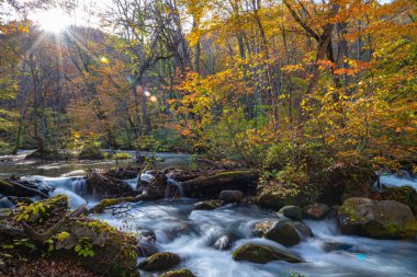 Güneşli bir günde Oirase Deresi, sonbahar renklerinde güzel sonbahar yeşillik sahnesi. Akan nehir, düşmüş yapraklar, Towada Hachimantai Milli Parkı'nda yosunlu kayalar, Aomori, Japonya. Ünlü ve popüler yerler