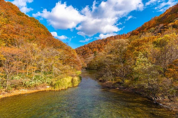 晴れた日の大平瀬川の上流、秋の紅葉シーン。青森県十和田八幡平国立公園の森林、流れる川、落ち葉、苔むした岩 — ストック写真