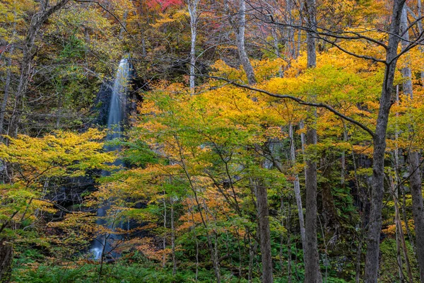 Shiraito no taki Falls ( Oirase Stream ) in sunny day, beautiful fall foliage scene autumn colors. Forest, flowing river, fallen leaves, mossy rocks in Towada Hachimantai National Park, Aomori, Japan — Stock Photo, Image