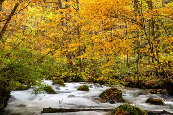 Fluxo de Oirase em dia ensolarado, bela cena de folhagem de outono em cores de outono. Rio de fluxo, folhas caídas, rochas musgosas no Parque Nacional Towada Hachimantai, Aomori, Japão. Destinos famosos e populares — Fotografia de Stock
