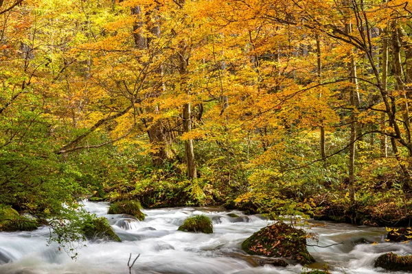 Fluxo de Oirase em dia ensolarado, bela cena de folhagem de outono em cores de outono. Rio de fluxo, folhas caídas, rochas musgosas no Parque Nacional Towada Hachimantai, Aomori, Japão. Destinos famosos e populares — Fotografia de Stock