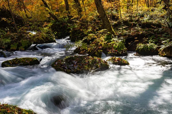 Fluxo de Oirase em dia ensolarado, bela cena de folhagem de outono em cores de outono. Rio de fluxo, folhas caídas, rochas musgosas no Parque Nacional Towada Hachimantai, Aomori, Japão. Destinos famosos e populares — Fotografia de Stock