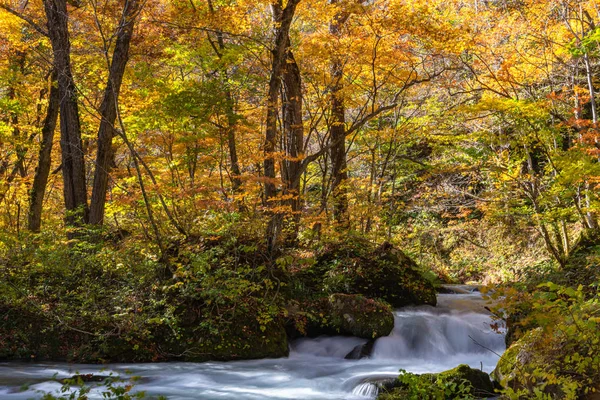 Fluxo de Oirase em dia ensolarado, bela cena de folhagem de outono em cores de outono. Rio de fluxo, folhas caídas, rochas musgosas no Parque Nacional Towada Hachimantai, Aomori, Japão. Destinos famosos e populares — Fotografia de Stock