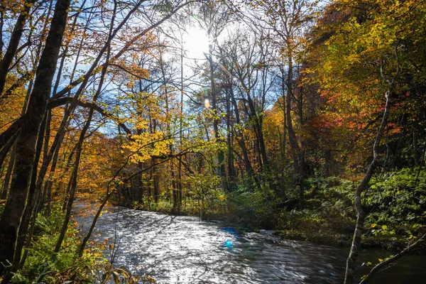Oirase Corriente en día soleado, hermosa escena de follaje de otoño en colores de otoño. Río fluyendo, hojas caídas, rocas musgosas en el Parque Nacional Towada Hachimantai, Aomori, Japón. Destinos famosos y populares —  Fotos de Stock