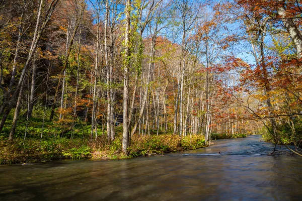 Oirase Corriente en día soleado, hermosa escena de follaje de otoño en colores de otoño. Río fluyendo, hojas caídas, rocas musgosas en el Parque Nacional Towada Hachimantai, Aomori, Japón. Destinos famosos y populares —  Fotos de Stock