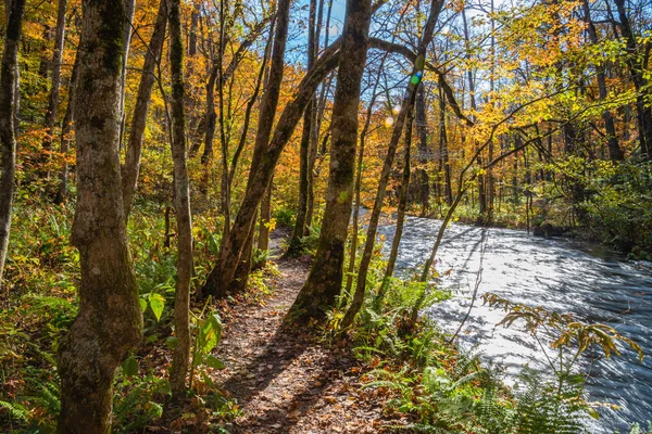 Oirase Corriente en día soleado, hermosa escena de follaje de otoño en colores de otoño. Río fluyendo, hojas caídas, rocas musgosas en el Parque Nacional Towada Hachimantai, Aomori, Japón. Destinos famosos y populares —  Fotos de Stock