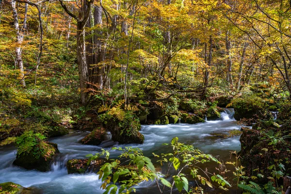 Proud Oirase za slunečného dne, nádherný obraz podzimní zeleně. Tekoucí řeka, padlé listí, mechem skaliska v národním parku Towada hachimantai, Aomori, Japonsko. Slavné a populární destinace — Stock fotografie