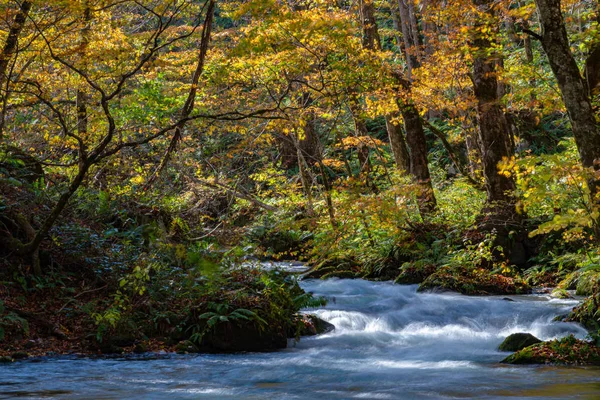 Güneşli bir günde Oirase Deresi, sonbahar renklerinde güzel sonbahar yeşillik sahnesi. Akan nehir, düşmüş yapraklar, Towada Hachimantai Milli Parkı'nda yosunlu kayalar, Aomori, Japonya. Ünlü ve popüler yerler — Stok fotoğraf