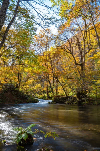 Güneşli bir günde Oirase Deresi, sonbahar renklerinde güzel sonbahar yeşillik sahnesi. Akan nehir, düşmüş yapraklar, Towada Hachimantai Milli Parkı'nda yosunlu kayalar, Aomori, Japonya. Ünlü ve popüler yerler