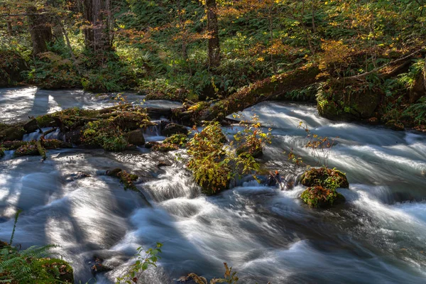 Fluxo de Oirase em dia ensolarado, bela cena de folhagem de outono em cores de outono. Rio de fluxo, folhas caídas, rochas musgosas no Parque Nacional Towada Hachimantai, Aomori, Japão. Destinos famosos e populares — Fotografia de Stock