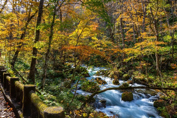 Güneşli bir günde Oirase Deresi, sonbahar renklerinde güzel sonbahar yeşillik sahnesi. Akan nehir, düşmüş yapraklar, Towada Hachimantai Milli Parkı'nda yosunlu kayalar, Aomori, Japonya. Ünlü ve popüler yerler — Stok fotoğraf