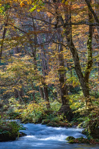 Oirase Stream nella giornata di sole, bella scena fogliame autunno nei colori autunnali. Fiume che scorre, foglie cadute, rocce muschiose nel Parco Nazionale Towada Hachimantai, Aomori, Giappone. Destinazioni famose e popolari — Foto Stock