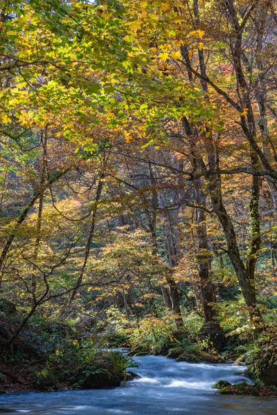 Oirase Stream στην ηλιόλουστη μέρα, όμορφη πτώση φύλλωμα σκηνή σε χρώματα του φθινοπώρου. Ποτάμι που ρέει, πεσμένα φύλλα, πετρούλες στο εθνικό πάρκο Πετσάντα Χατσιμαντάι, Αομόρι, Ιαπωνία. Διάσημοι και δημοφιλείς προορισμοί — Φωτογραφία Αρχείου