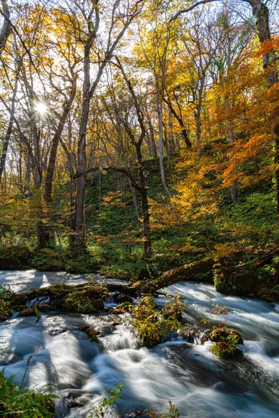 Oirase Stream w słoneczny dzień, piękny upadek sceny liści w jesiennych kolorach. Płynąca rzeka, upadłe liście, Mossy skały w parku narodowym Towada Hachimantai, Aomori, Japonia. Słynne i popularne destynacje — Zdjęcie stockowe