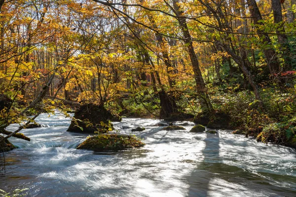 Oirase Corriente en día soleado, hermosa escena de follaje de otoño en colores de otoño. Río fluyendo, hojas caídas, rocas musgosas en el Parque Nacional Towada Hachimantai, Aomori, Japón. Destinos famosos y populares —  Fotos de Stock
