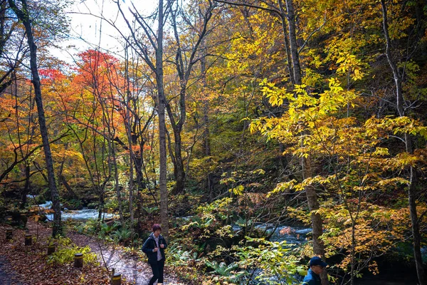 Oirase Stream, belle scène de feuillage d'automne couleurs d'automne. Destinations célèbres et populaires. Rivière qui coule, feuilles tombées, roches moussues dans le parc national Towada Hachimantai, Aomori, Japon - Oct 26, 2018 — Photo