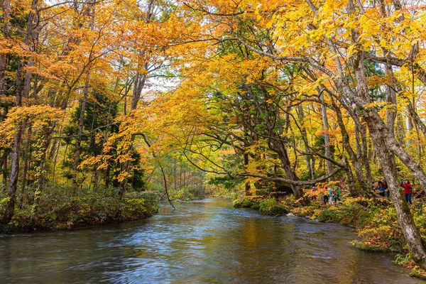 Říčka Oirase, nádherná podzimní barva. Slavné a populární destinace. Tekoucí řeka, padlé listí, mechem skaliska v národním parku Towada hachimantai, Aomori, Japonsko-Říjen 26, 2018 — Stock fotografie