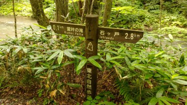 Güneşli bir günde Oirase Deresi, yazın güzel doğa sahnesi. Akan nehir, yeşil yapraklar, Towada Hachimantai Milli Parkı'ndaki yosunlu kayalar, Aomori, Japonya - 6 Ağustos 2017