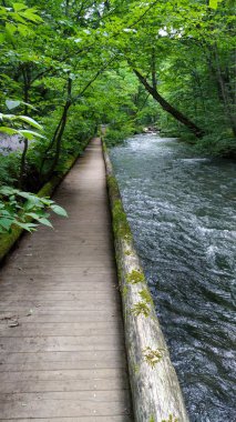 Güneşli bir günde Oirase Deresi, yazın güzel doğa sahnesi. Akan nehir, yeşil yapraklar, Towada Hachimantai Milli Parkı, Aomori, Japonya'da yosunlu kayalar. Ünlü ve popüler yerler