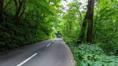 Güneşli bir günde Oirase Deresi, yazın güzel doğa sahnesi. Akan nehir, yeşil yapraklar, Towada Hachimantai Milli Parkı, Aomori, Japonya'da yosunlu kayalar. Ünlü ve popüler yerler
